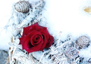 Red rose in snow pic